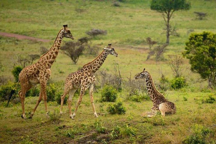 2-dages luksus Lodge Safari til Tarangire / Lake Manyara & Ngorongoro Crater