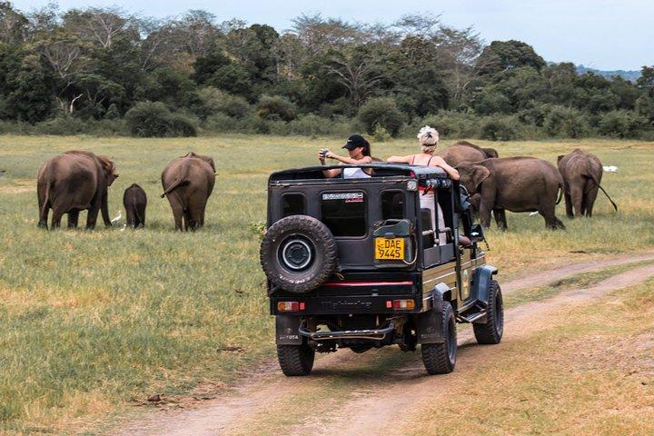 Safari privato per l'intera giornata a Minneriya e Kaudulla