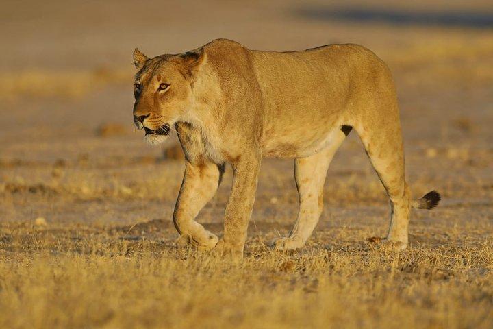 ヨハネスブルグまたはハボローネからビクトリア滝へ10日間ACROSS BOTSWANA SmallGroupTour