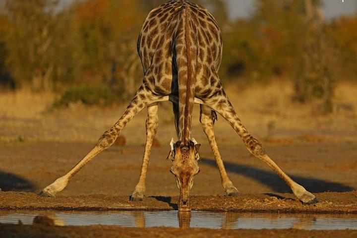 ヨハネスブルグまたはハボローネからビクトリア滝へ10日間ACROSS BOTSWANA SmallGroupTour