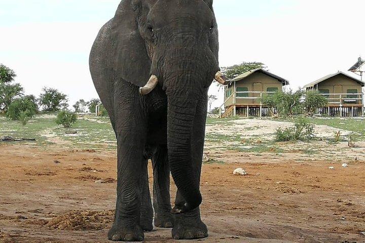 ヨハネスブルグまたはハボローネからビクトリア滝へ10日間ACROSS BOTSWANA SmallGroupTour