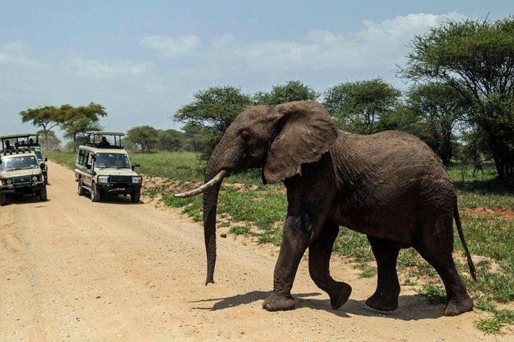 6 días en el mejor camping safari de Tanzania desde Arusha