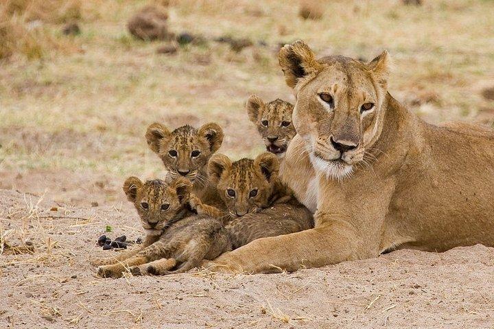 Den ultimative safari i Tanzania