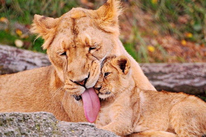 Den ultimative safari i Tanzania