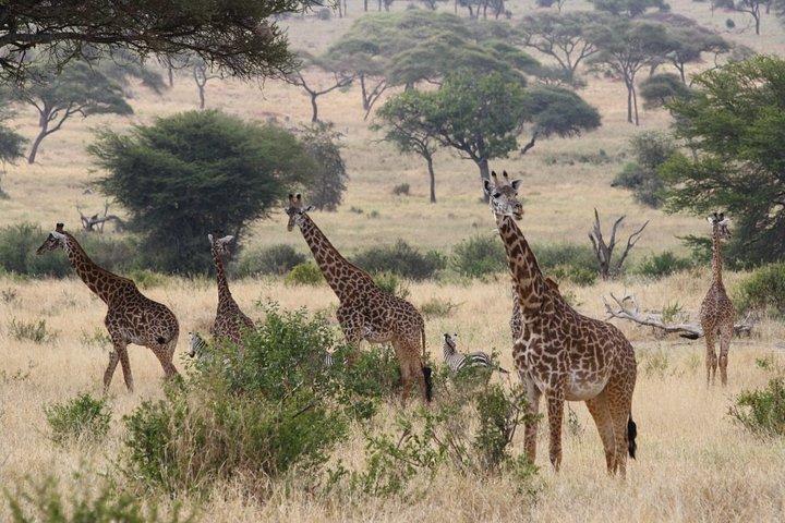2-dages Tarangire National Park & Ngorongoro Crater Safari