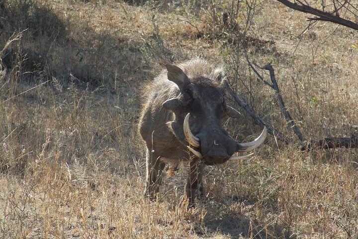Kruger National Park - Private Sunrise Half day Safari trip.