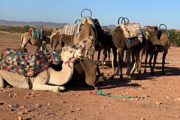 Agafay Desert sunset Camel ride and dinner Experience