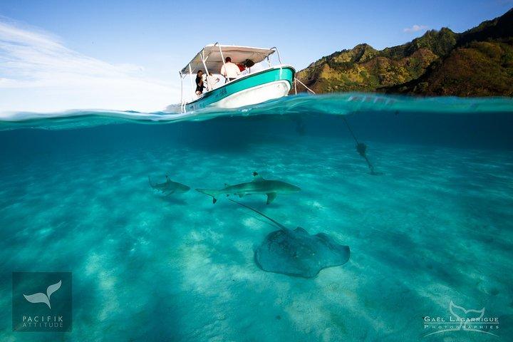 Observación de ballenas jorobadas y fauna marina de Moorea