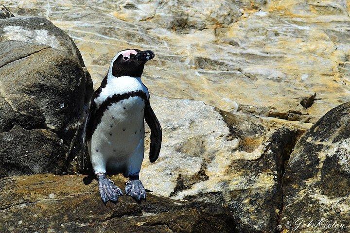 Crociera con balene, delfini e pinguini