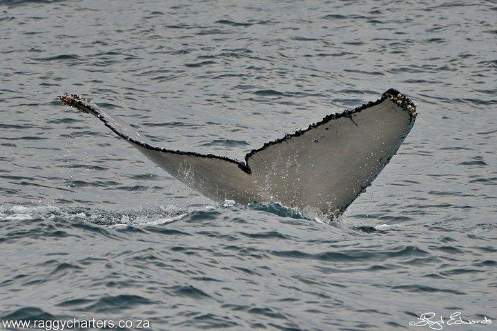 Crociera con balene, delfini e pinguini