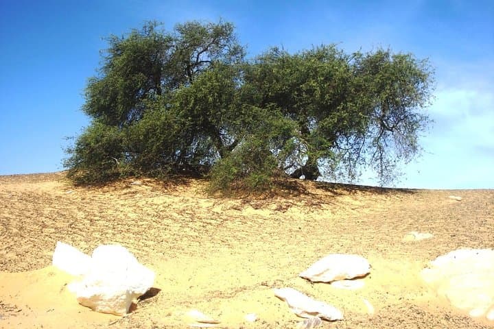 2 Days 1 Night White Desert From Cairo ( private )