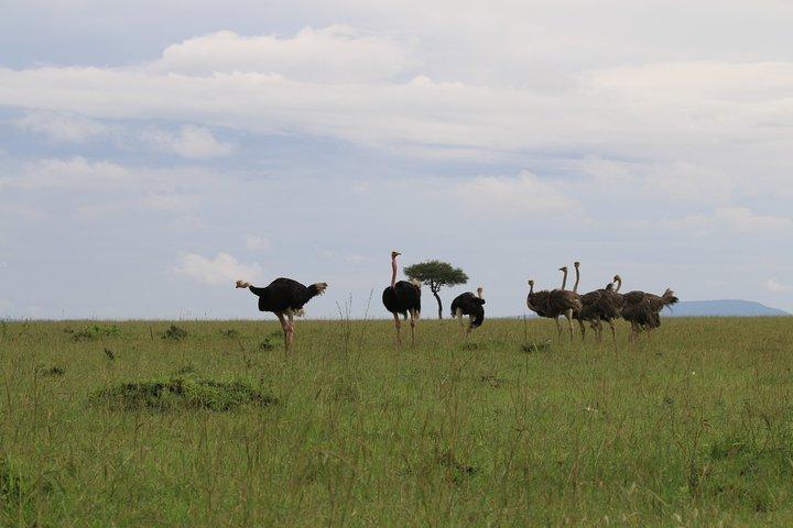 Safari in Uganda di 7 giorni
