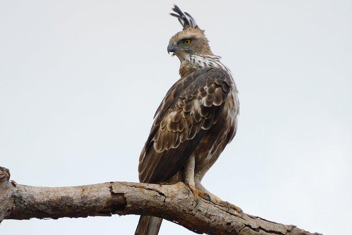 Bundala National Park Safari (PRIVATA TURER)- Morgon och eftermiddag