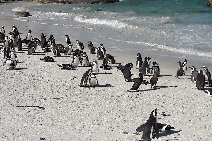 Cape Town Privat Det bästa av Cape Peninsula Pingviner Heldagstur