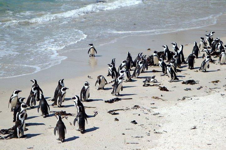 Cape Town Privat Det bästa av Cape Peninsula Pingviner Heldagstur