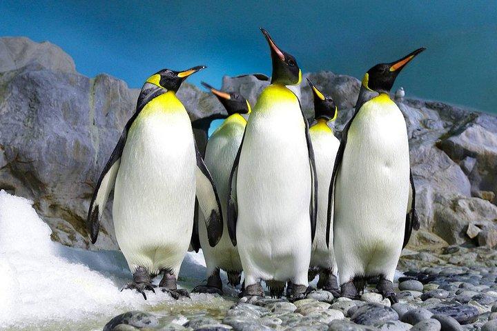 Cape Town Privat Det bästa av Cape Peninsula Pingviner Heldagstur