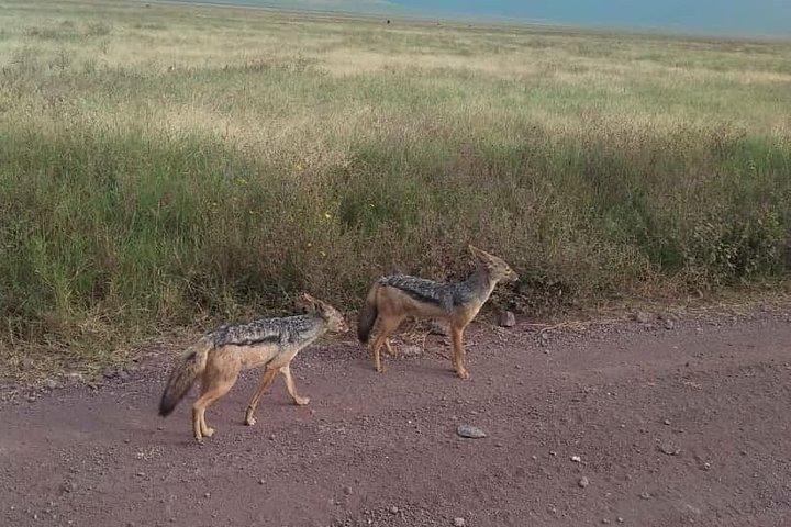 3-dagars Serengeti Ngorongoro Crater Private Safari från Arusha