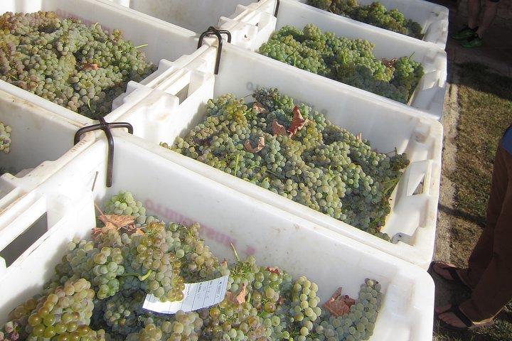 Private Wineries Tour from Valencia (morning tour)