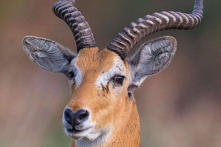 Safari privado de 3 días de lujo de migración de vida silvestre