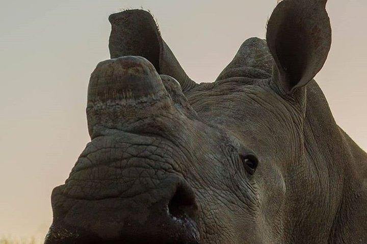Safari privado de 3 días de lujo de migración de vida silvestre