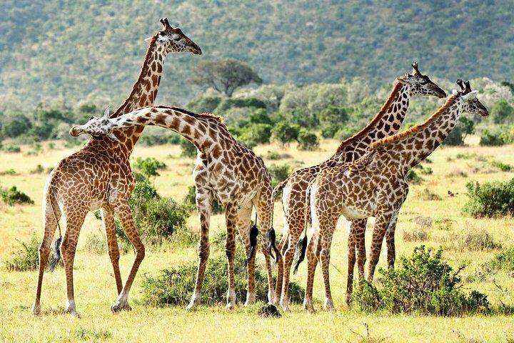 9 jours de safari de luxe au Kenya Wildlife