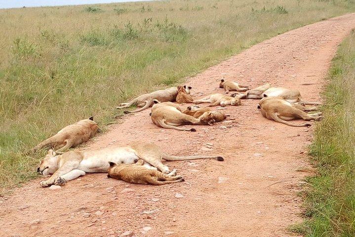 2-Day Private Safari Tour of Lake Nakuru National Park