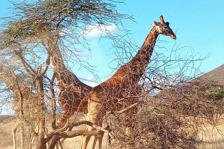 2-Day Private Safari Tour of Lake Nakuru National Park