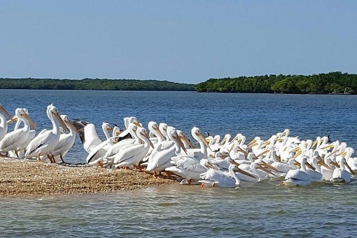 Everglades Nationalpark Biologe Led Abenteuer : Kreuzfahrt, Wanderung + Airboat
