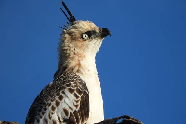 Bundala Birds