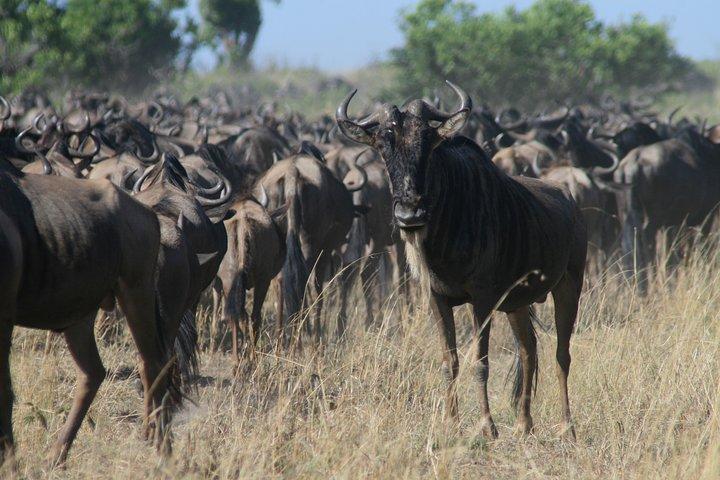 Grupo Maasai Mara de 3 días uniéndose al safari