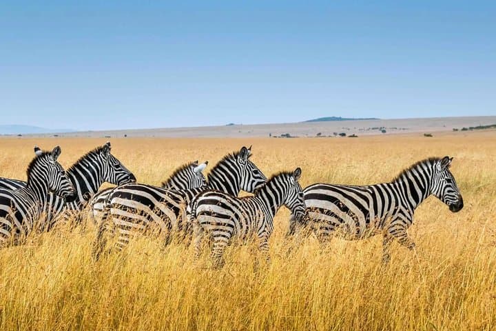 Private Transfer from Nairobi to Jomo Kenyatta Airport (NBO)