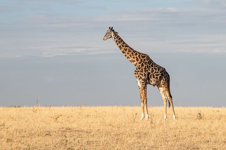 Private Transfer from Nairobi to Jomo Kenyatta Airport (NBO)
