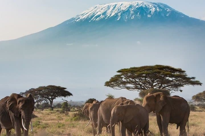 Private Transfer from Masai Mara to Jomo Kenyatta Airport (NBO)