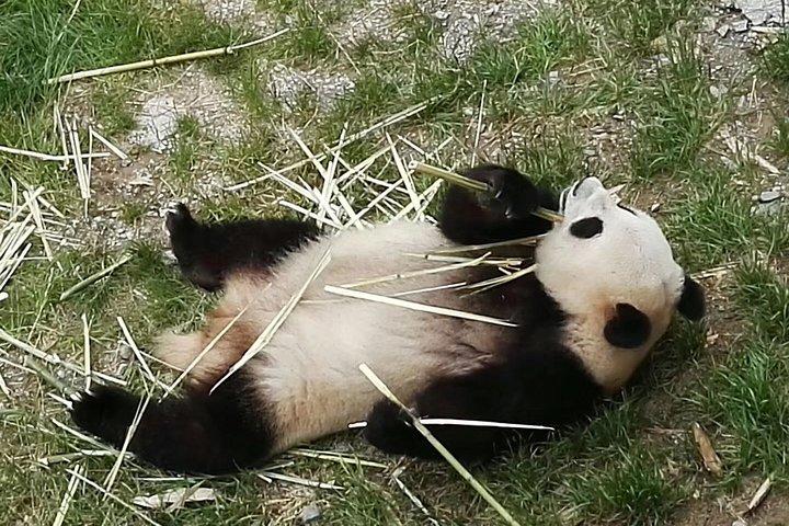 Visite privée d'une journée de Chengdu à Panda Base et au Bouddha de Leshan