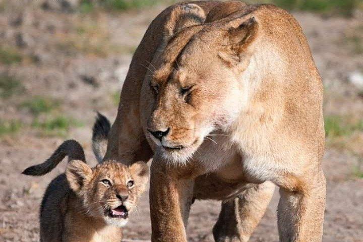 Halvdags privat Game Drive i Nairobi National Park