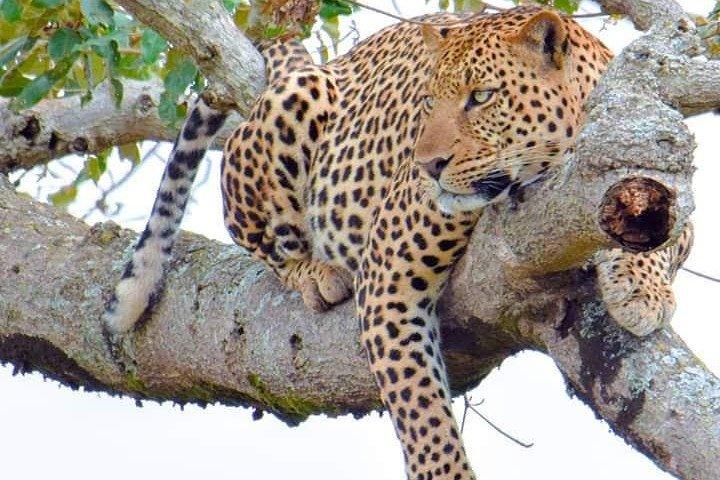 Halvdags privat Game Drive i Nairobi National Park