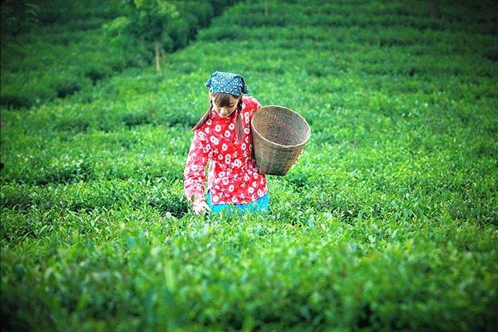 Visite privée d'une journée complète du comté d'Anxi au départ de Xiamen avec déjeuner