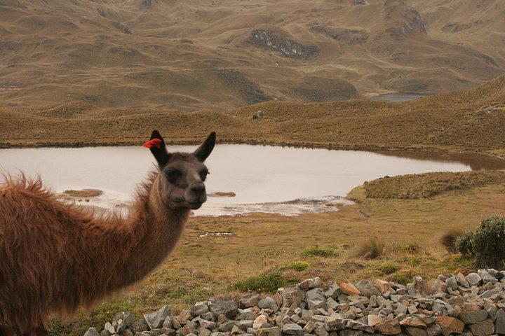 Gedeelde Cajas National Park halve dagtour vanuit Cuenca