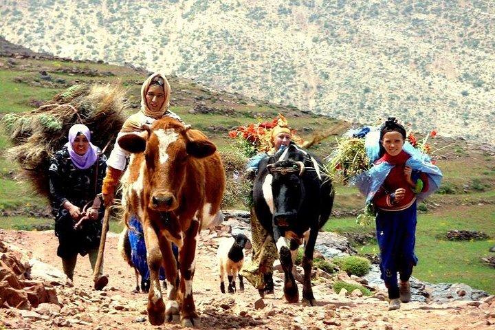 Esperienza di vita berbera nelle montagne dell'Atlante da Marrakech