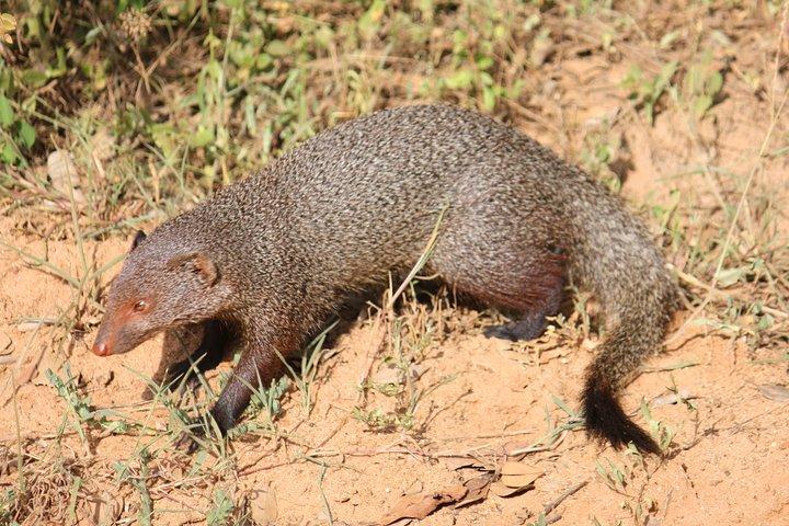 ヤラ国立公園ジープサファリ-1日旅行