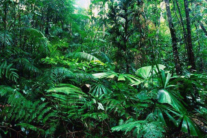 Rain Forest Aerial Tram Private Tour ab San Jose