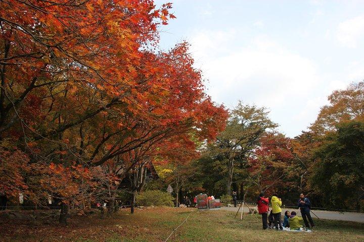 Private Tagestour Nami Island