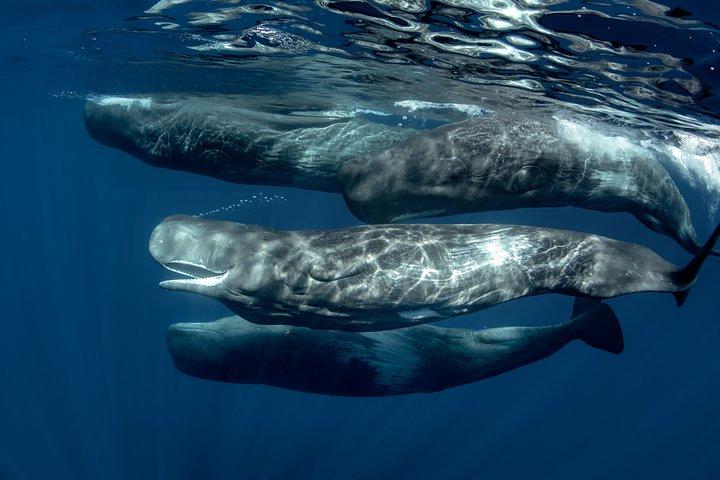 Mirissa Whale Watching Private Day Trip from Colombo or Negombo