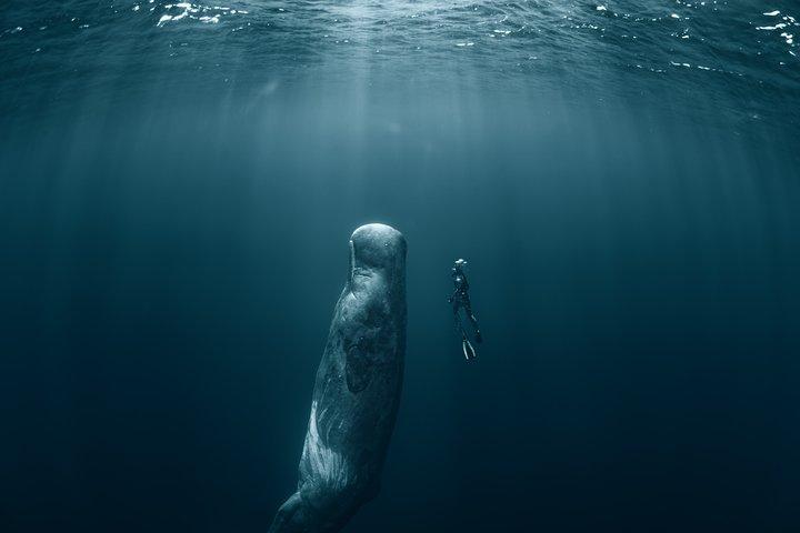 Mirissa Whale Watching Private Day Trip from Colombo or Negombo