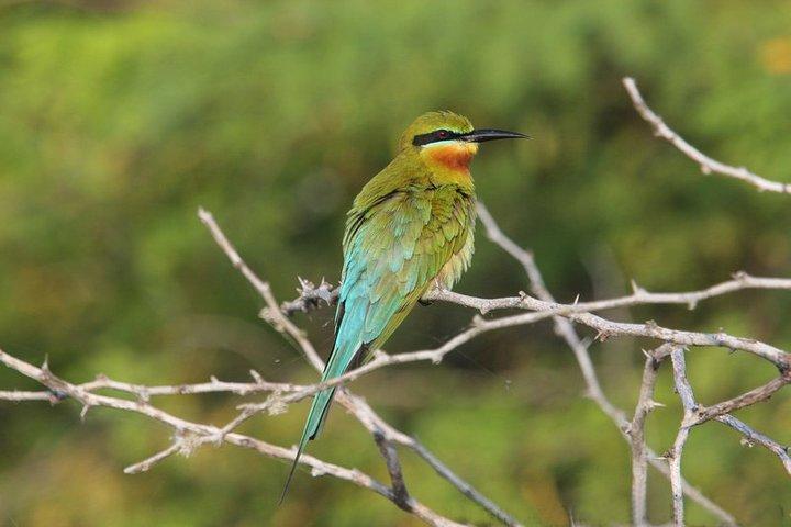 12夜の野生生物と自然ツアー