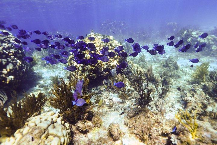 Privat Stingray City Snorkeling og BioBay Charter for 10 gæster