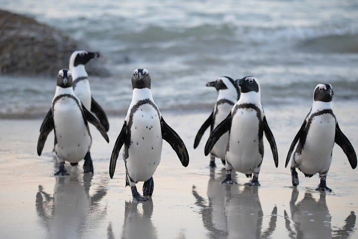 4 Day Cape Town Essential Tours & Overnight Big 5 Safari At Inverdoorn
