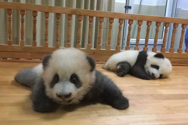 Dujiangyan Pandas