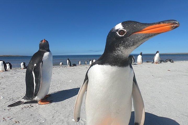 Bertha’s Beach & Beyond - Your Falklands, Your Way!
