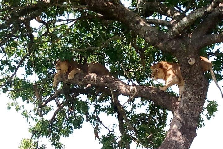 Tarangire National Park Heldagstur